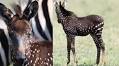 Rare coloured young Zebra spotted in Maasai Mara