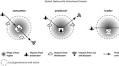 The emerging role of mega-urban regions in the sustainability of global production-consumption systems