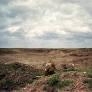 Opinion | A photo of a lion tells one story. Outside of the frame, there’s another.