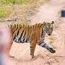 No selfies, no phones: Why wildlife destinations are starting to say 'no' to tourists