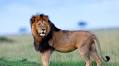 Experts issue urgent warning after noticing concerning lion behavior near major city: 'A drama of our own making'