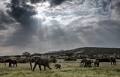 Coronavirus is crushing tourism — and cutting off a lifeline for wildlife