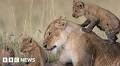 Maasai lions: Two charged with Kenya poisoning