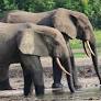 The little-known story of emerging ecotourism in the Central African Republic
