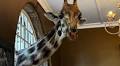 Eye to eye with giraffes at Giraffe Manor in Kenya