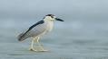 Black-crowned Night Heron