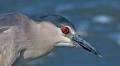 Meet the black-crowned night heron