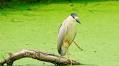 How to Identify a Black-Crowned Night-Heron