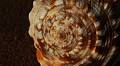 Evolution, mathematics, and the Fibonacci sequence.