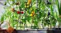 How I Started A Pandemic Balcony Garden