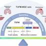 TUFM: a central regulator in mitochondrial quality control and beyond