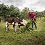 Preserving traditions and animal health in Colombia