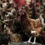 Ivory Coast reports bird flu outbreak on farm, World Organisation for Animal Health says