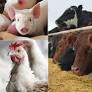 WOAH Report Highlights Growing Disease Pressure and Veterinary System Gaps