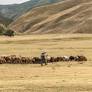 Animal health receives as little as 0.6 percent of global health spending despite mounting disease crises, new report warns