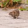 WOAH Statement on Hantavirus - WOAH - World Organisation for Animal Health