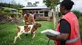 Top 10 Largest Animal Health Companies By Revenue in Africa in 2025