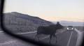 Darkness, migration create recipe for increase in wildlife-vehicle collisions