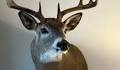 The Best Week of the Year for Deer Hunting in New York State