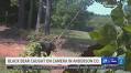 Black bears spotted across East Texas, TPWD confirms