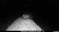 Weasel-like creature once extinct in Pennsylvania spotted again on Westmoreland County trail cam