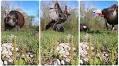 Remote Camera Video: Gobbler Attacks Decoy — Then Boom!