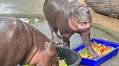 Thai zoo plans free birthday bash as Moo Deng turns 1