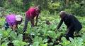 Nourishing Ugandan families with kitchen gardening
