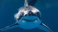 Massive 1,600-pound shark just showed up near a popular Jersey Shore beach