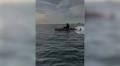 Fisherman bumped by shark off coast of Long Beach
