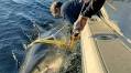 The largest great white shark this group has ever tagged appeared near Atlantic City