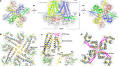 Cryo-EM structures of the small-conductance Ca2+-activated KCa2.2 channel | Nature Communications