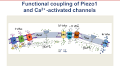 -activated ion channels in the plasma membrane: fine-tunable interplay with wide-range signaling effects