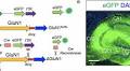 SK Channel Modulates Synaptic Plasticity by Tuning CaMKIIα/β Dynamics