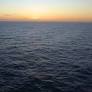 Giant squid detected in deep-sea canyon off coast of Australia | Discover Wildlife