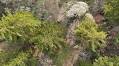 Mayan ethnobotany in a contemporary landscape
