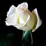 Angela D. Reed Obituary (1971 - 2025) - Myrtle Beach, SC