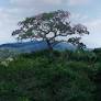 Forests Without Names: The Full Story | Hyundai