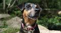 Pixie astounds vets with cancer fight