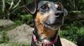 Jack Russell given one year to live amazes Somerset vets