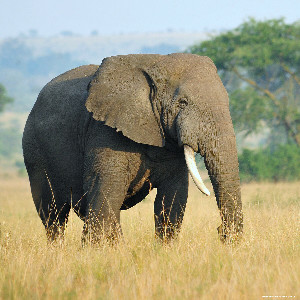 Wildlife Conservation Society