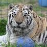 Who can own big cats in America? Fatal tiger attack draws scrutiny to federal rules
