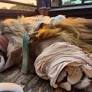 Big cats displaced after deadly fire destroys their home