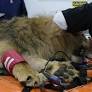 Rescued lion Kiros gets surgery at The Wildcat Sanctuary