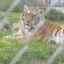 Turpentine Creek Wildlife Refuge provides big cat care to exotic trade survivors