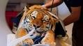 A tiger gets taken for a CT scan