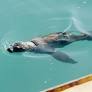Chuck: The Sea Lion That Came Back