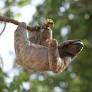 Florida temporarily halts import of sloths into state, following animal deaths