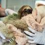 Orlando’s Sloth World Permanently Closes as 31 Sloth Deaths Prompt Conservation Outcry