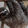 Central Florida Zoo Welcomes 13 Surviving Sloths from Shuttered Orlando Attraction